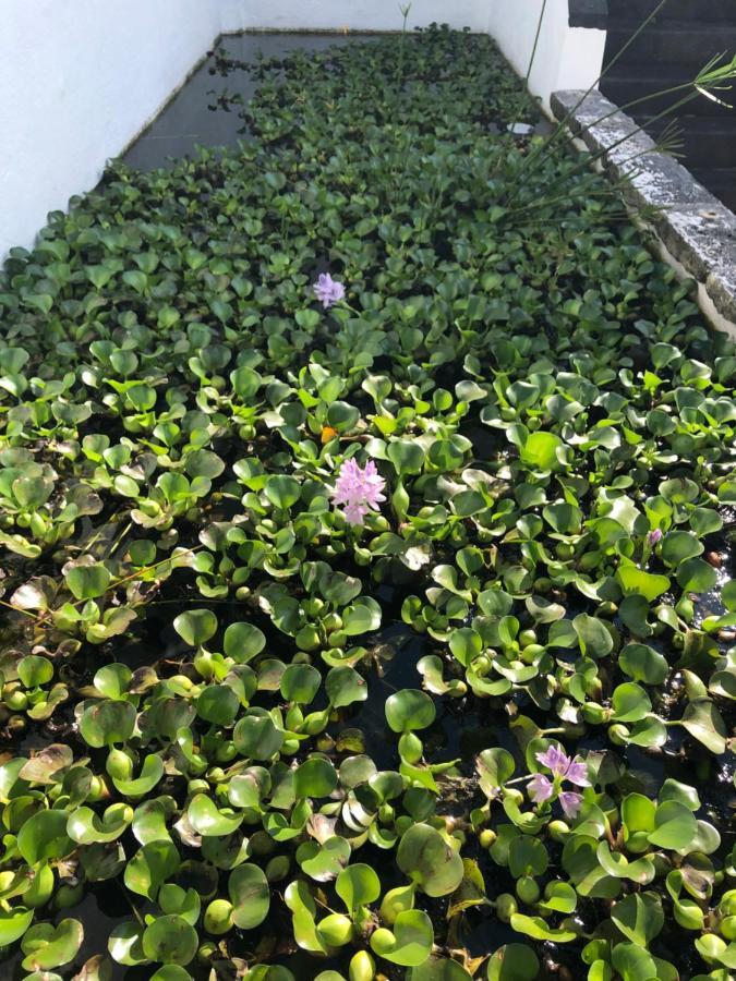 Solar Nossa Senhora Da Conceicao Villa Capelas Eksteriør bilde