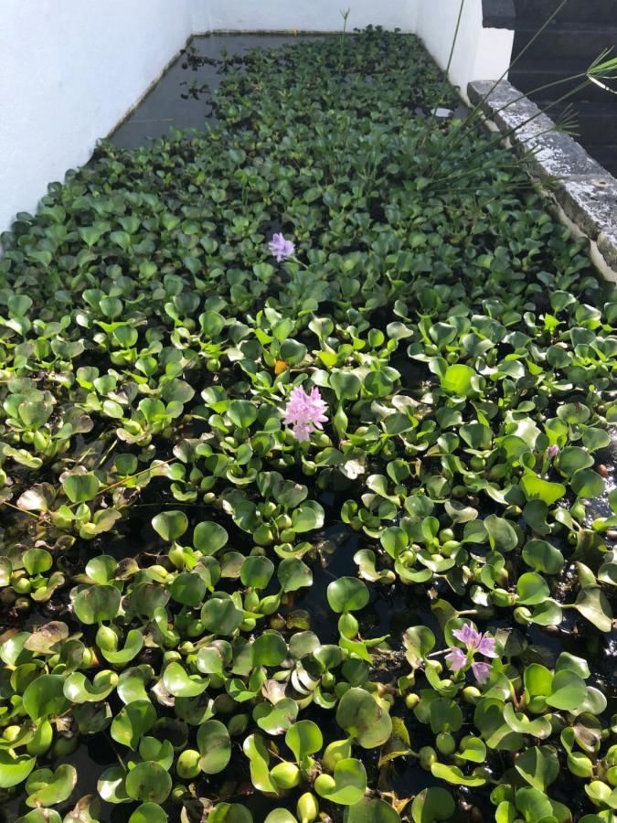 Solar Nossa Senhora Da Conceicao Villa Capelas Eksteriør bilde